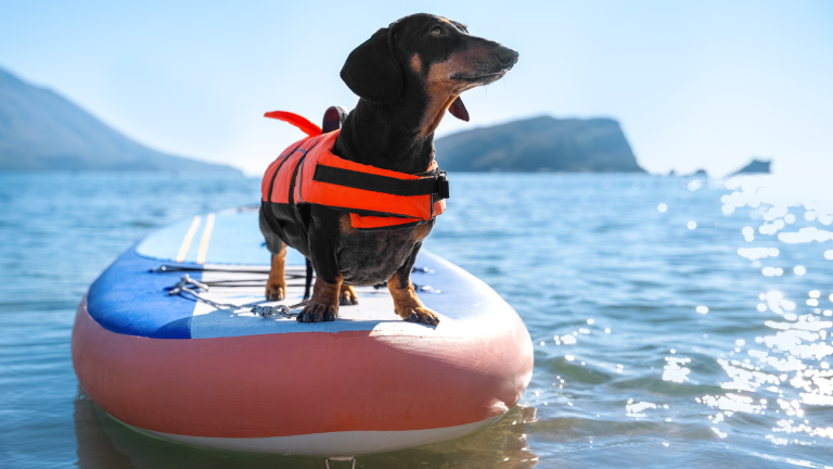 Safety Tips For Paddling With Pets
